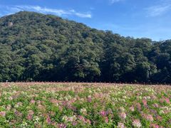 -广州市石门国家森林公园