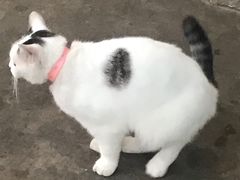 -筒骨麻辣烫(永同昌公寓胜明花园店)