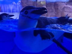 -海合安成都极地海洋公园