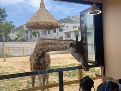 -西霞口神雕山野生动物世界