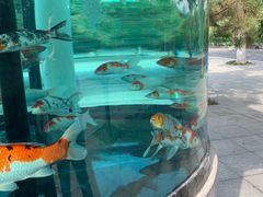 -辛玛王国游乐园