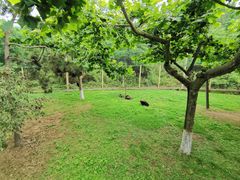 -西霞口神雕山野生动物世界