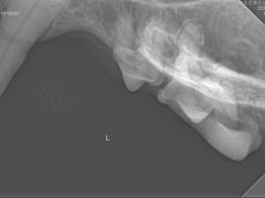 -北京赛佳动物医院