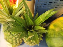 -野萃山·潮汕厚果汁(十亩地店)