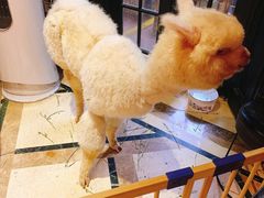 -猫色咖啡·猫咖