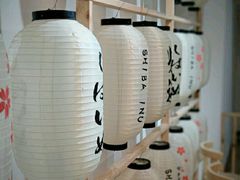 -柴迷FANS CLUB·柴犬狗咖·猫咖