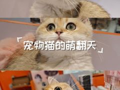 -三花喵·撸猫购宠·宠物生活馆(虹桥南丰城店)