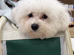 -艾贝尔宠物医院·宠保定点·超声绝育·免疫点(樱花路店)