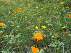 -桤木河湿地公园