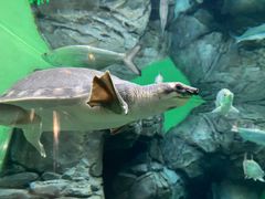 -上海海洋水族馆