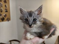 -楼上猫咖(罗湖店)