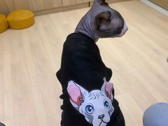 -Umiao与猫咖啡 猫咖