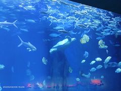 -多彩贵州城极地海洋世界