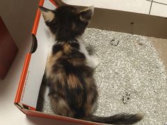 -宠颐生宠物医院·心肾内科·猫专科诊疗中心宠巢店