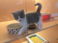 -Pets First伊珊娜洗护·精致美容·家庭式寄养(新会路店)