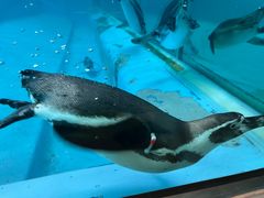 -帝企鹅自助餐厅•儿童岛•真企鹅(长隆企鹅酒店)