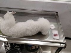 -乐嘟嘟宠物医院