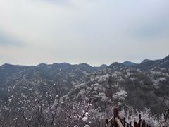 -大岭沟猕猴桃谷风景区