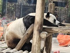 -栾川竹海野生动物园