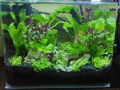 -花鸟鱼虫鲜花绿植市场(玉泉路店)