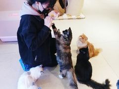 -藏猫猫咖啡主题馆(中央大道店)