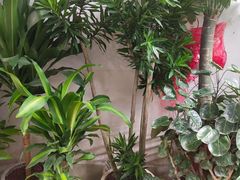 -桂林市花鸟市场