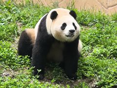-卧龙中华大熊猫苑神树坪基地