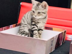 -猫尾侦探俱乐部·剧本杀·狼人杀