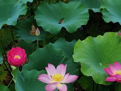 -石家庄市植物园