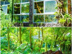 -深圳仙湖植物园
