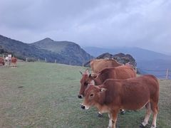 -大姆山草场