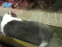 -猫咪博物馆(顶澳仔猫街店)