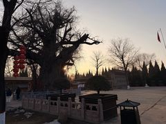 -大槐树寻根祭祖园