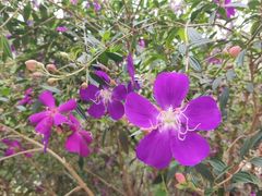 -南国桃园旅游度假区