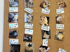 -楼上猫咖(罗湖店)
