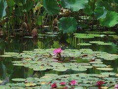 -国家植物园南园