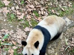 -都江堰中华大熊猫苑