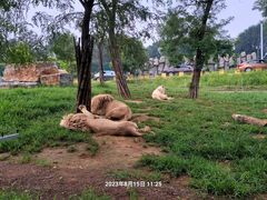 -秦皇岛野生动物园