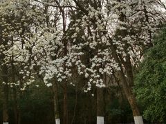 -灵谷景区