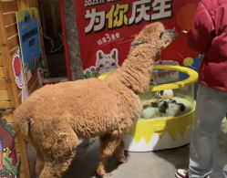 -造物庄园 萌宠纪(苏州湾歌林公园店)