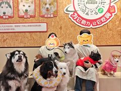 -和它·交个朋友·狗咖猫咖(爱琴海店)