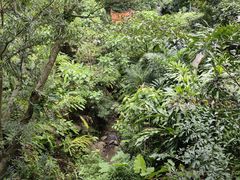 -银湖山郊野公园-相思林