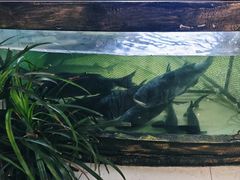 -楚鱼王·河鲜·湖北菜(华农店)