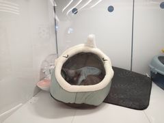 -1013 PET SHOP精品宠物商店(丁香店)
