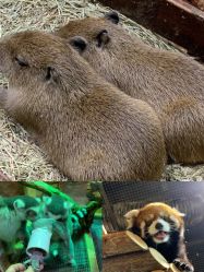 -Zoolung Zoolung动物主题公园(海信广场店)