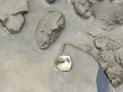 -启东黄金海滩景区