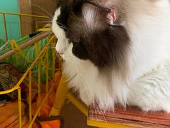 -猫在这儿猫咪咖啡馆·撸猫馆