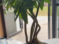 -半岛宠物医院24小时·内窥镜·牙科·碎石中心(府城大道店)