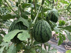 采摘西瓜-庞各庄翠芳园西瓜蔬菜基地采摘园