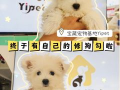 -翊宠yipet猫狗购宠庄园犬舍•猫舍